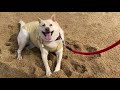砂浜からはじめるよ！