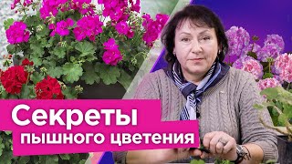 картинка: ДАЖЕ САМАЯ ХИЛАЯ ПЕЛАРГОНИЯ ЗАЦВЕТЕТ ШАПКАМИ, если сделать так весной!