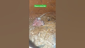 Java chicks #birds #shortsfeed #viralshorts