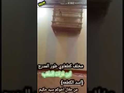 كطعه طور المدرج الملقب اسد الكطعه طير سيد حكيم البحراني