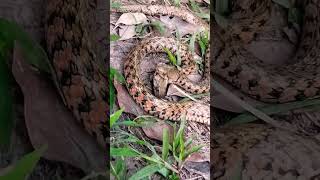 회갈색 뱀의 본능 ,412*#뱀의 행동 #자연생존 #animals #snake #trending