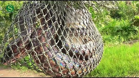 Tuyệt chiêu bẫy rắn, bẫy là dính | Snake trap | Sắc Màu VN