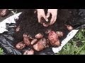 Harvesting the first Sarpo Mira Blight Resistant Potatoes : Huge crop of spuds