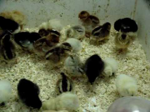 Video: Urban Veterinærer Ser Flere Kyllinger