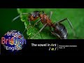 Improve your British English Pronunciation: Vowel in Ant / æ /