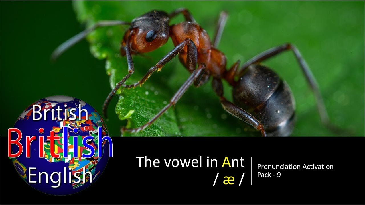 Improve your British English Pronunciation: Vowel in Ant / æ /