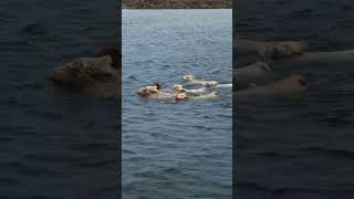 Holy Cow! Some friends of ours visiting on the journey into Arranmore Island