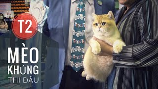 T2: Ai ngờ “Thi Mèo Đẹp” lại Đẳng Cấp Thế Này   Vietnam Cat Show 2022/ NhamTuatTV  Dog in Vietnam