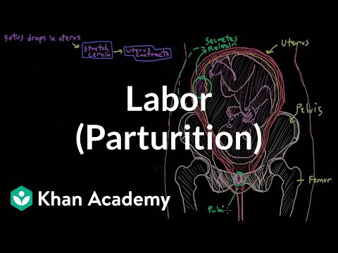 labor-(parturition)-|-reproductive-system-physiology-|-nclex-rn-|-khan-academy