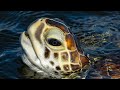 Turtles and the Tide - A Journey with Mark Smith - Filmed on Sony A9 100-400 &amp; iPhone 11 Pro Max