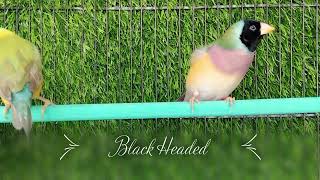 Black Headed, Green Back & Purple Breasted Lady Gouldian Finch Hen