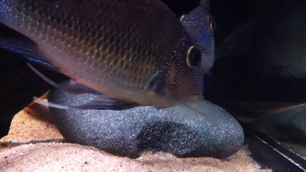 Satanoperca mapiritensis pre spawning