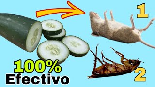 Como Eliminar RATONES y CUCARACHAS usando un PEPINO