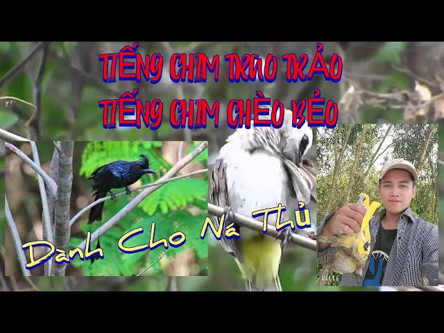 Tiếng chim trao trảo, chèo bẻo chuẩn mở là về. Dành cho ná thủ, bẫy cực chuẩn./ Khanh Trương TV class=