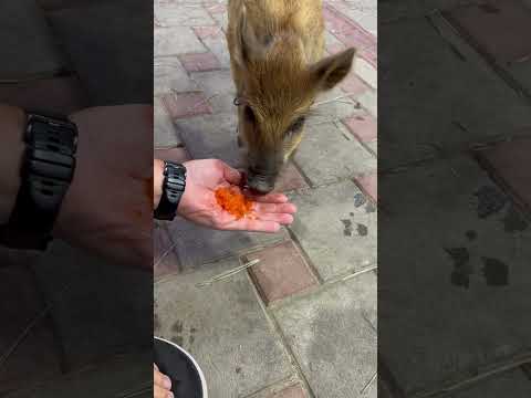 Не зашла икра)Аристократ Васька #животные #hunting #собака #лесной #animals #кабан #pets #тикток #d