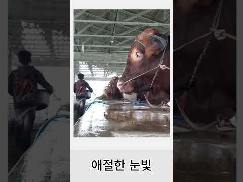 애절한 눈빛