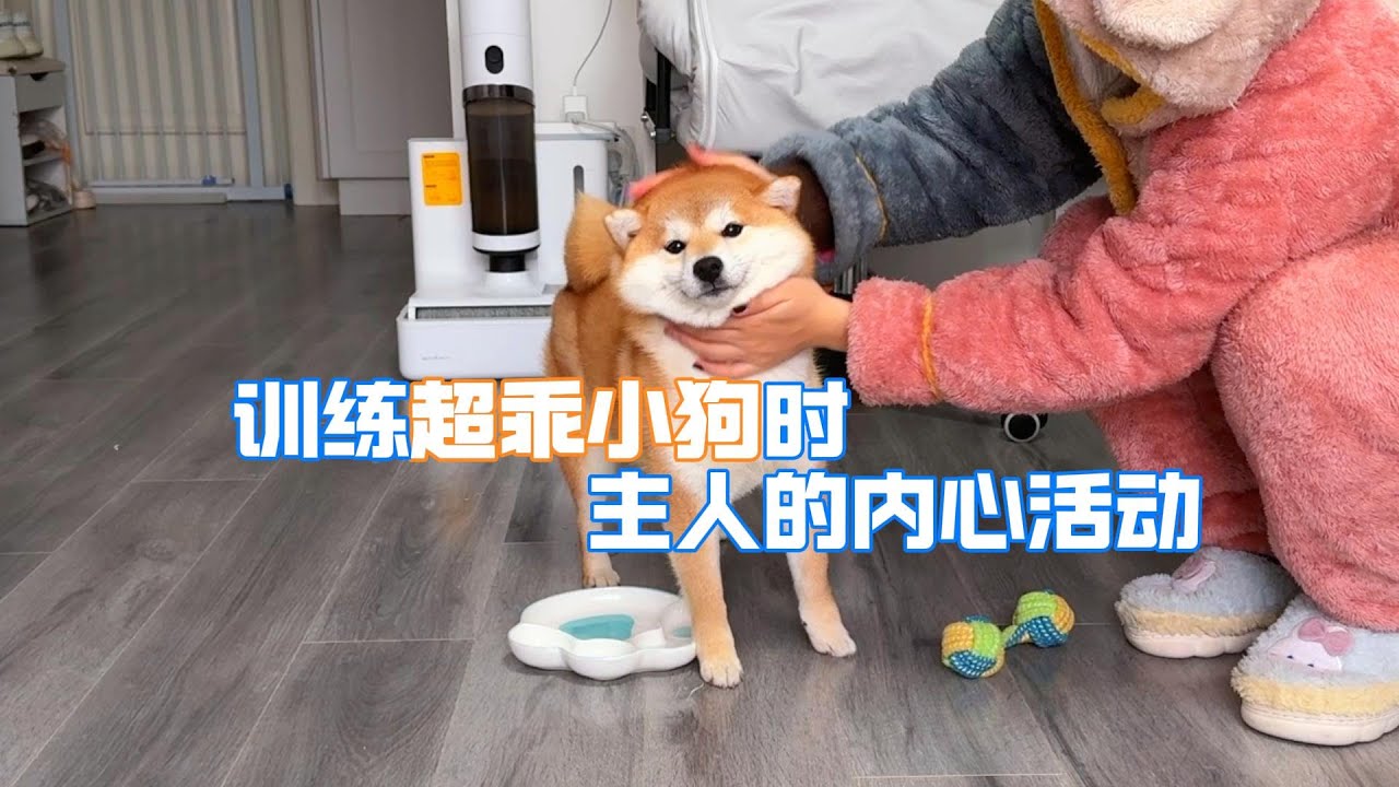 训练超乖小狗时，主人的内心活动，从冷静到逐渐疯狂 - YouTube