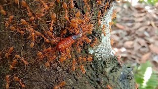 WEAVER ANTS VS GIANT LARVA