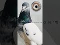 Nasir pigeons pigeon kabootar bird pigeonlover pet