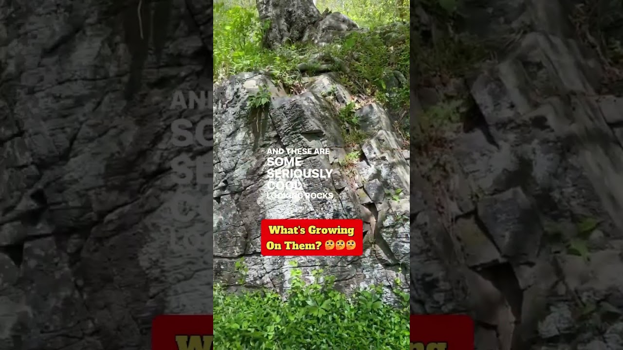 Cover ❤️Can you name 1 thing?👍👍👍 #Comment4Comment #lichen #moss #tree