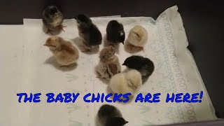 A Hatch, A Brooder, and A Mama Hen Heating Pad | Pocket Fields Little Homestead | Vlog