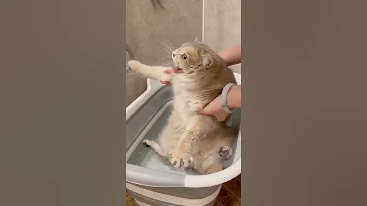 5 #petcat#cleaning...