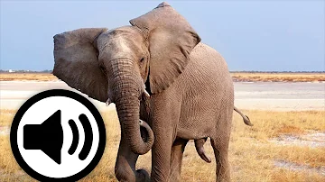 يسمى صوت الفيل ماذا يسمى