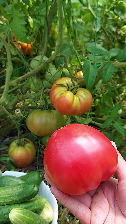 Pink tomatoes