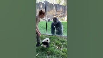 Gorilla meets a baby panda for the first time