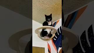 Funny Cats 😂 Episode 242 #Shorts