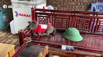 Rap về Dúi  - Gấu Mèo Bắc Mỹ - Cực chất