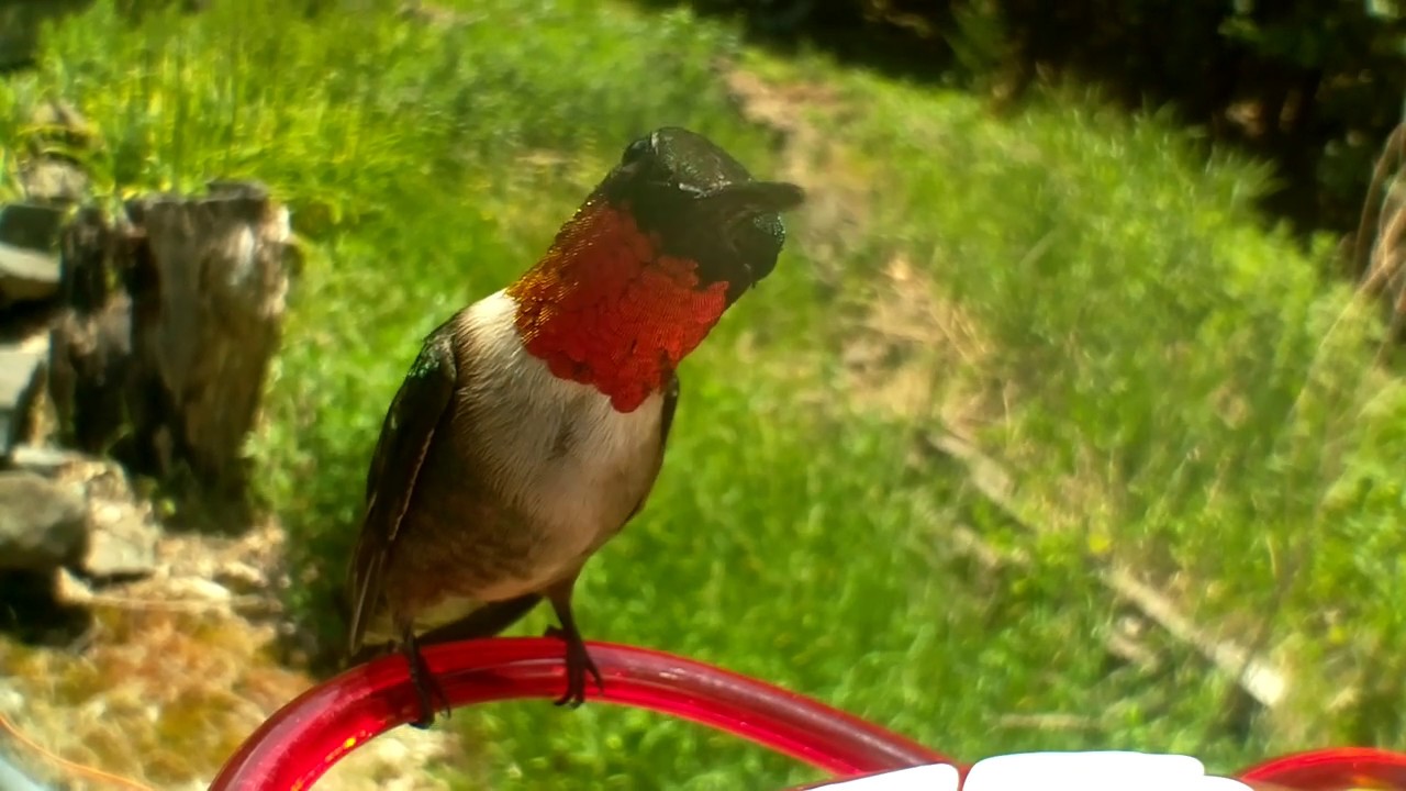 hummingbirds: a male chased away by a female 