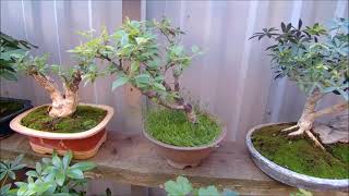 видео: Бонсай и заготовки на улице лето 2022 год часть 4 Bonsai and blanks on the street summer 2022 part 4 картинка: Бонсай и заготовки на улице лето 2022 год часть 4 Bonsai and blanks on the street summer 2022 part 4