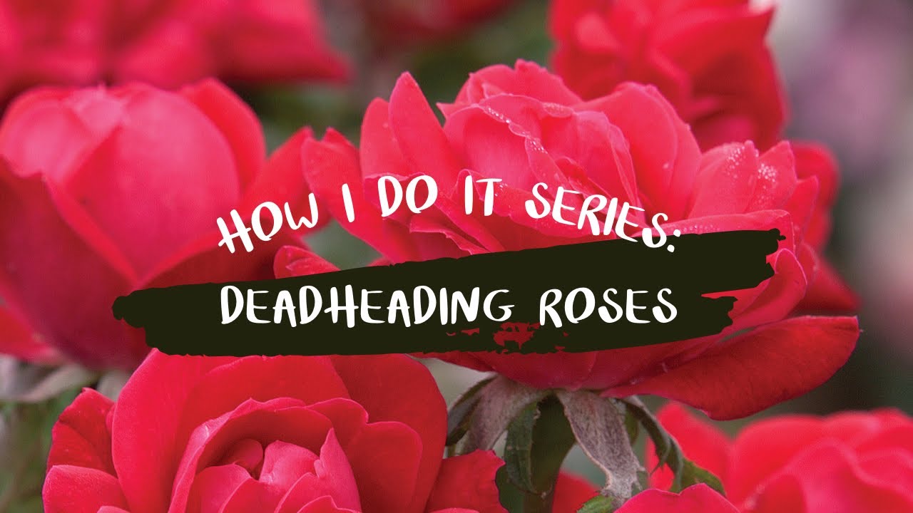 Deadheading a knockout rose