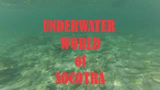 Underwater World of Socotra /2021