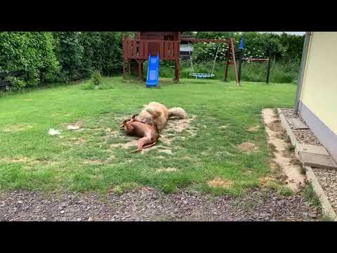 Entspannen auf Leonberger Art