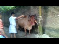 Big Cow Qurbani Bangladesh-2013, part-1