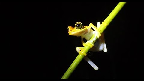 Rainforest Trust 101: Who We Are