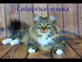 Купить сибирскую кошку в питомнике в Москве (ч2).Питомник  Звезда Маскарада