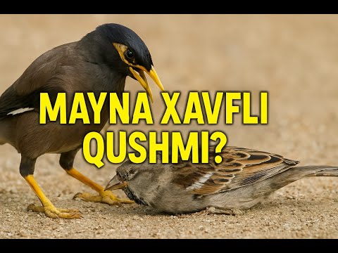 Mayna O‘zbekiston uchun xavfli qushmi?