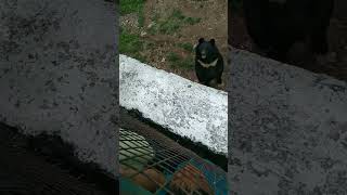 #cute #bear #viralvideo #trending