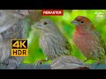 Cat TV for cats to watch 🐱 8 Hours 📺 Garden Birds and Squirrels(Remastered 4K HDR)