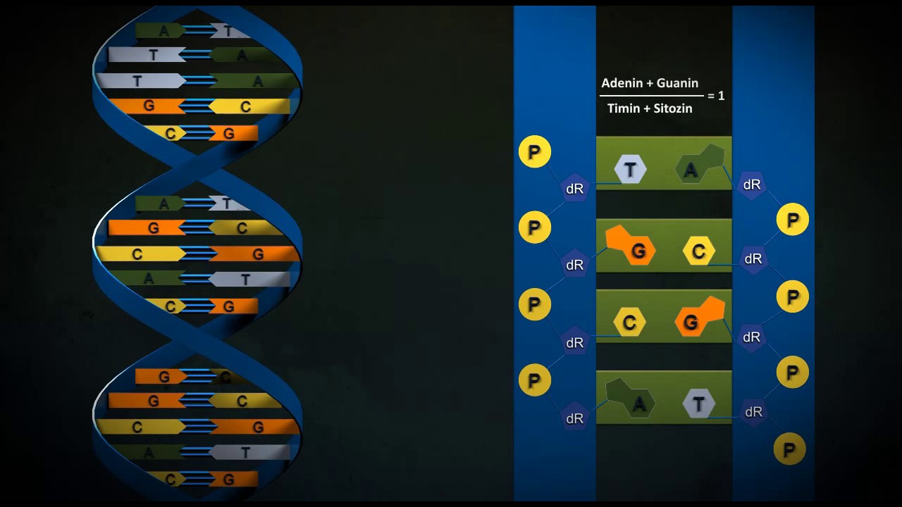 İdesa Biyoloji Dersi Eğitim Videosu Dna Molekülünün Yapısı