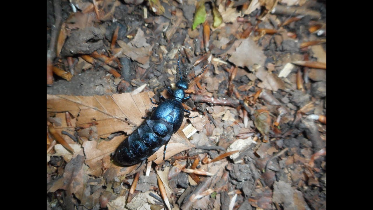 Phyllobius pomaceus, Liparus coronatus, Meloe brevicollis, Meloe proscarabaeus, Meloe violaceus