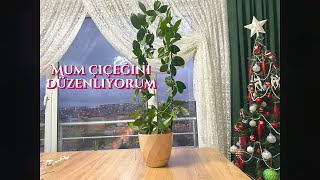 Mum çiceği toplama ve bakımı #evdekorasyonu #atmadeğerlendir #kendinyap #çiçekbakimi #mumçiçeği #mum