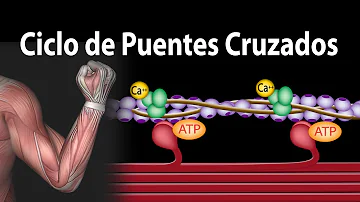 ¿Cómo se usa el ATP en la contracción muscular?
