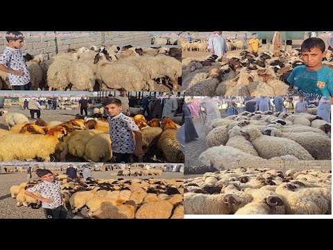 سوق مواشي الموصل علوة كوكجلي طليان طلي غنم مواشي عبدالله الطيب العراق حيوانات حيوان