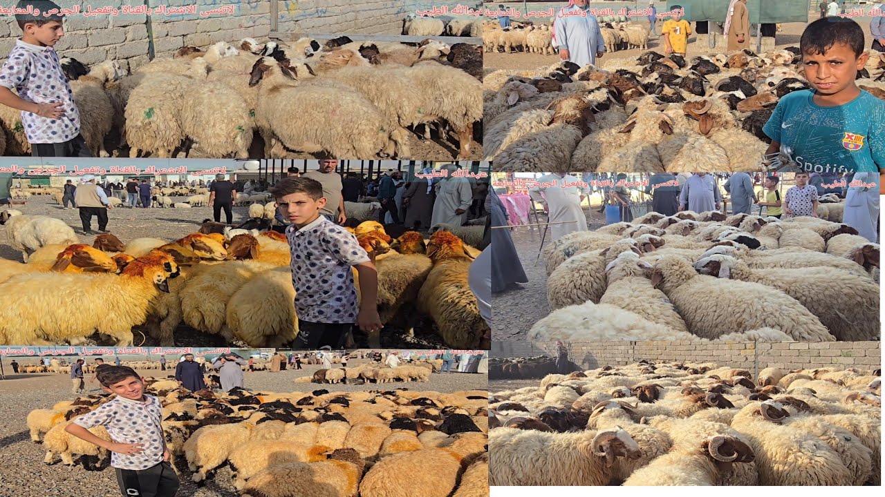 سوق مواشي الموصل علوة كوكجلي #طليان #طلي #غنم #مواشي #عبدالله_الطيب #العراق #حيوانات #حيوان 