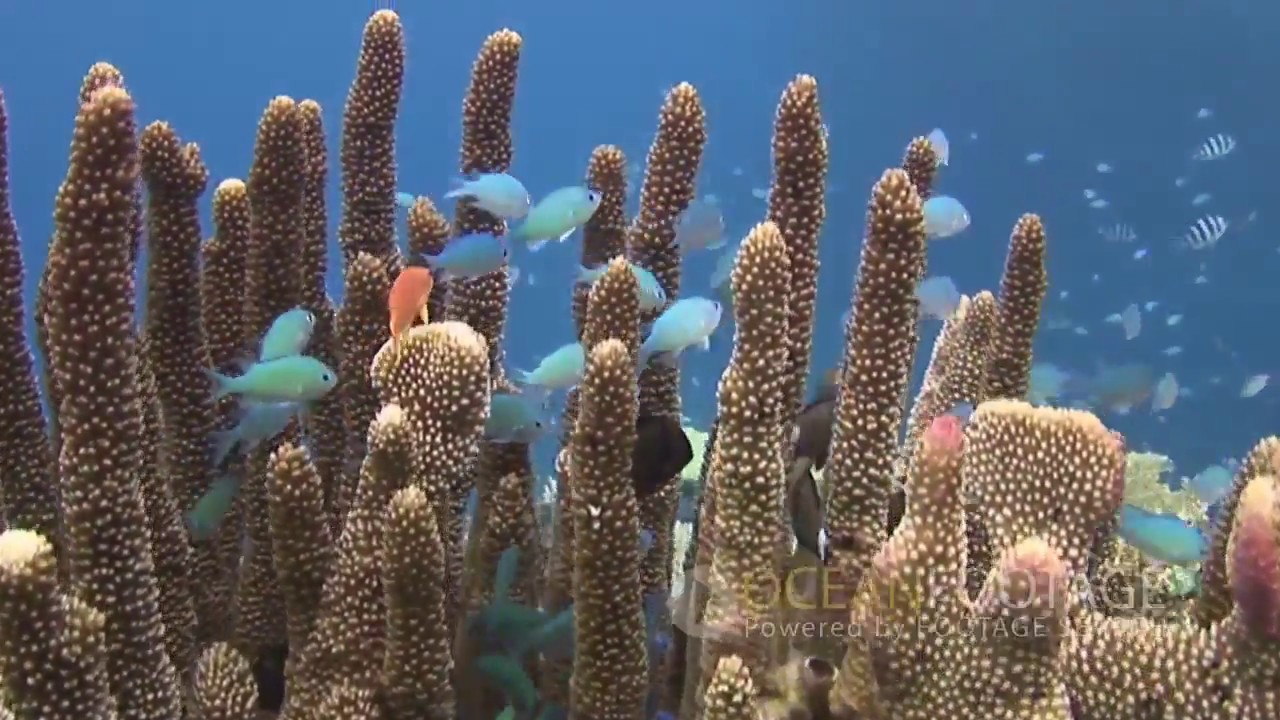 ocean-footage-royalty-free-video-clip-samples-on-vimeo-youtube