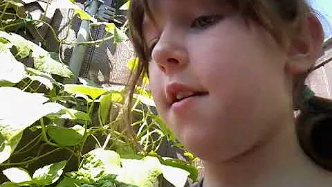 Harvesting our patio garden w/Anna Peck